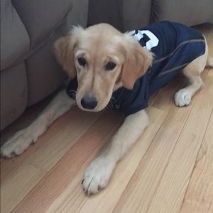 Meet your Posher, Goldie